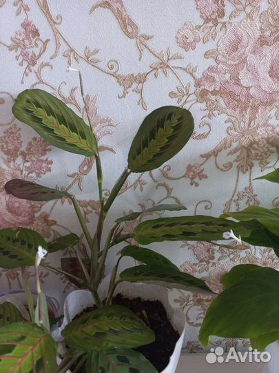 Комнатные цветы. Маранта триколор