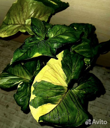 Сингониум орм тонг вар