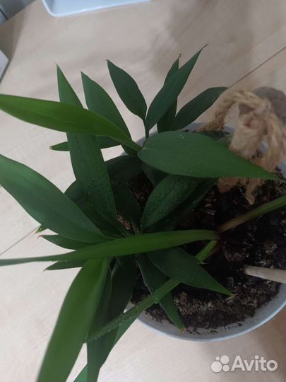 Цветок комнатный