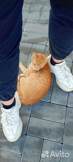 Котик в добрые руки