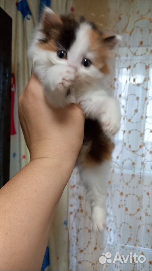 Кошка в дар