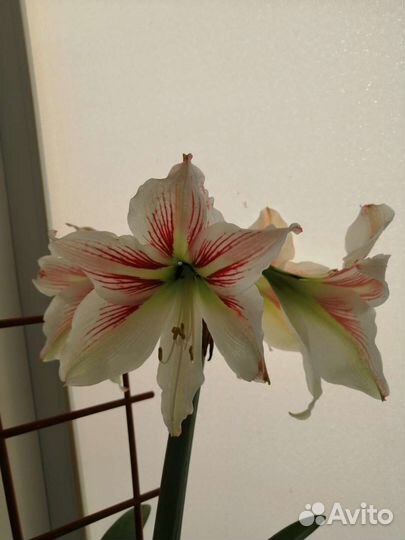 Гиппеаструм