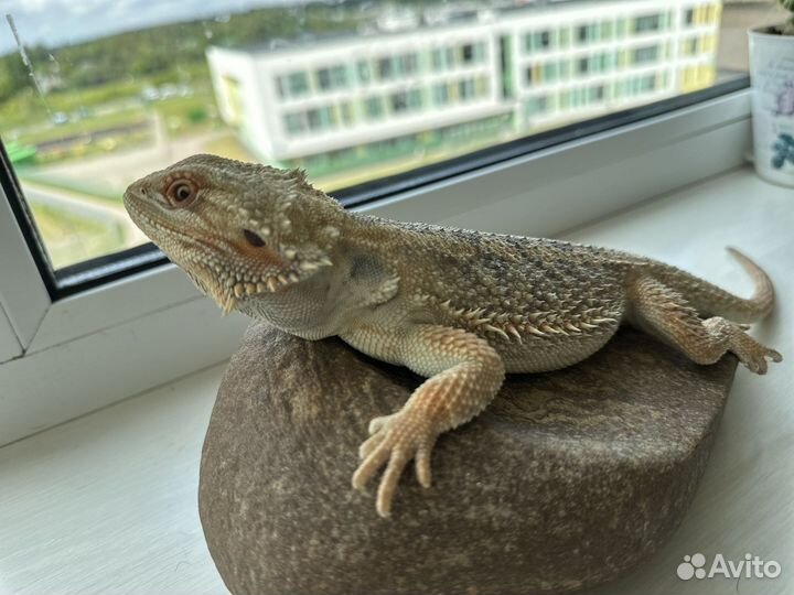 Бородатая агама малыши