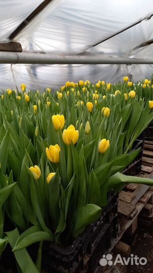 Тюльпаны оптом 2024