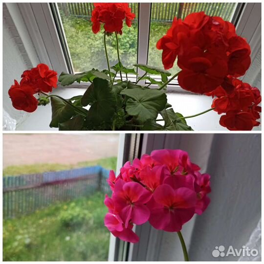 Пеларгония герань. Лечебная