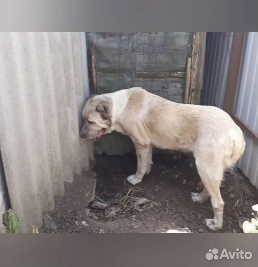 Алабай ищет семью