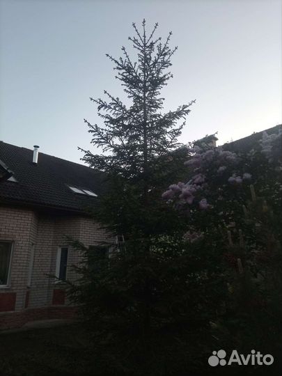 Ель обыкновенная