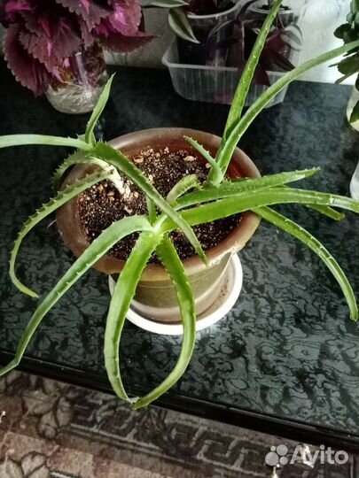 Комнатные растения цветы