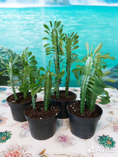 Молочай трехгранный (треугольный)