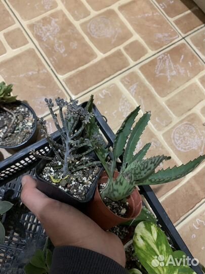 Суккуленты2 50р