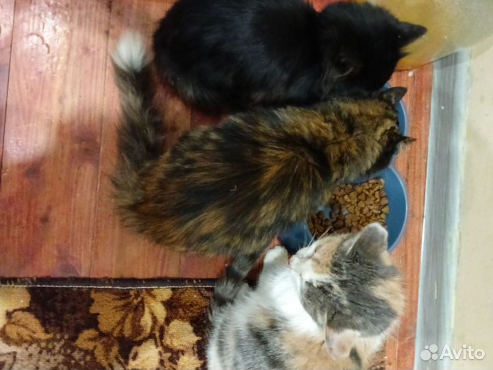 Отдам бездомных кошек бесплатно ишим нормальных