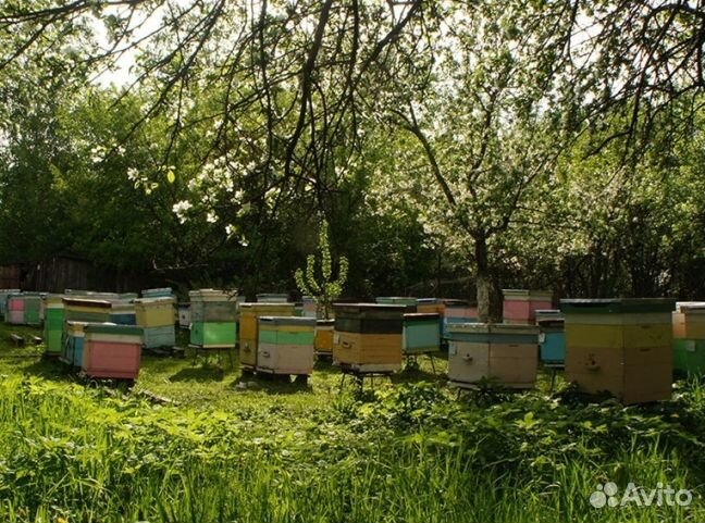 Мед 2024 года из Алтая опт