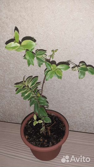 Алоэ Мирт Сциндапсус