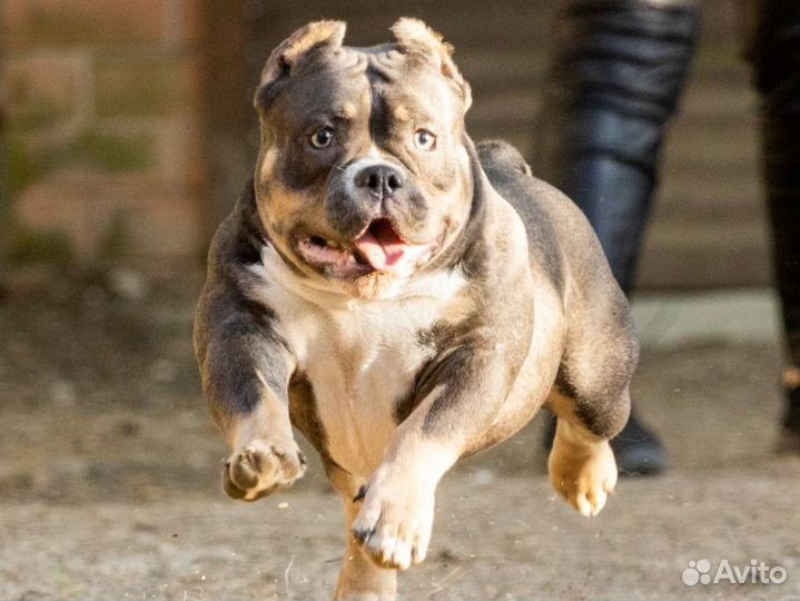 Амбулли micro pocket девочка