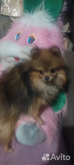 Мини шпиц вязка