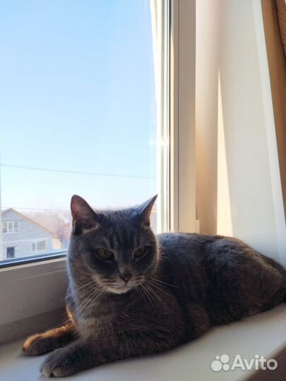 Кот шотландец