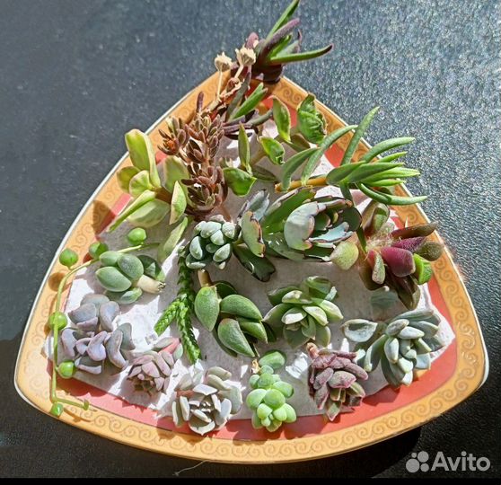 Набор суккулентов