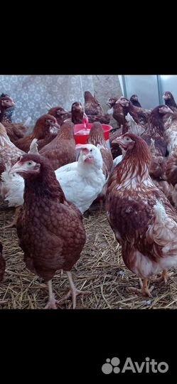 Куры молодки несушки