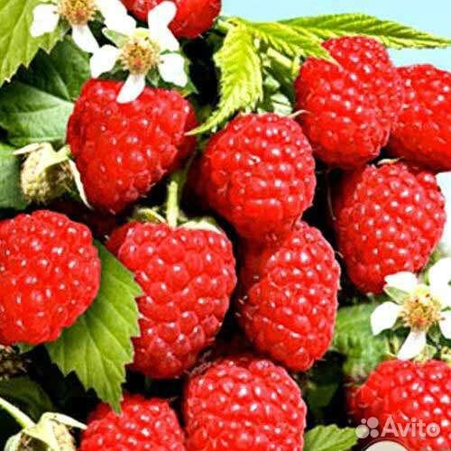 Саженцы малины таруса, штамбовая