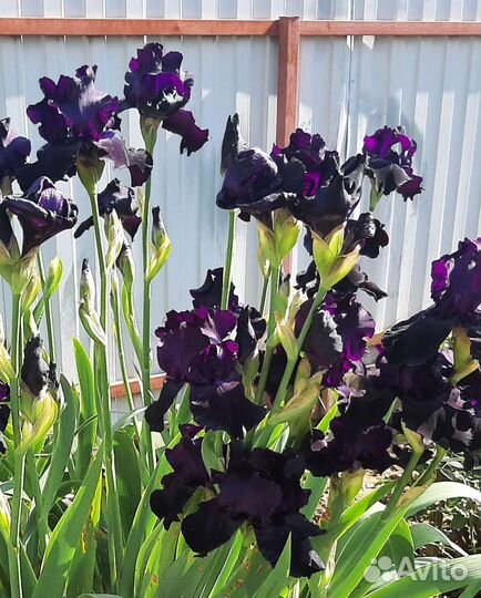 Ирисы бородатые сортовые