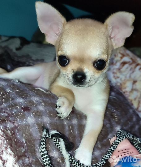 Чихуа-хуа mini девочка