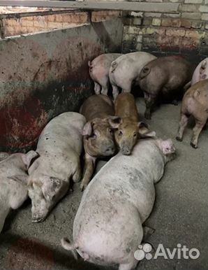 Мясо свинина. Четвертинка. Забой и доставка завтра