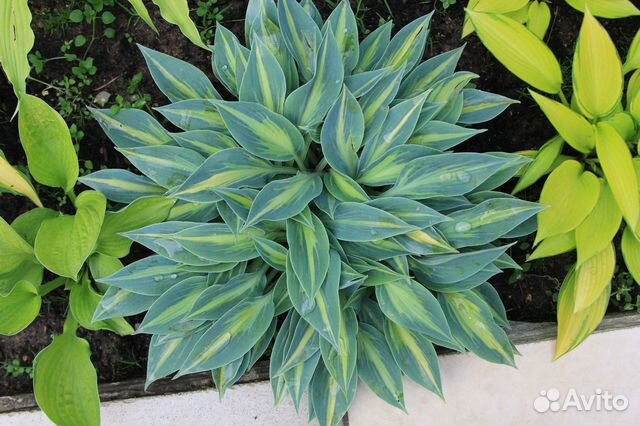 хост ми. хоста stand by me. хоста пейл данс. хост ми. хоста ремембер ми.