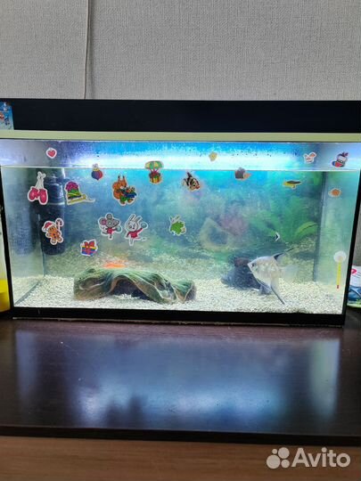 Аквариум без рыб