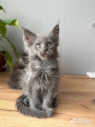 Котята мейн-кун