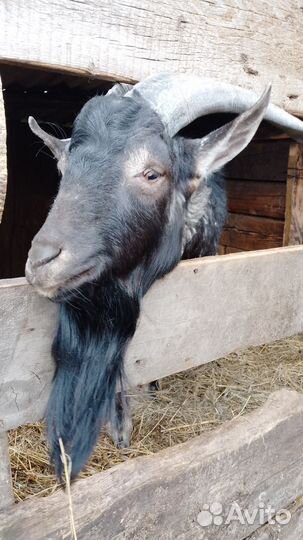 Продам козла