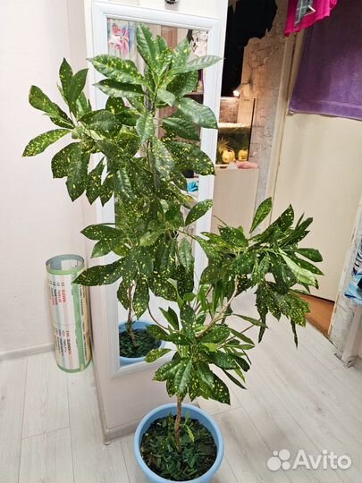 Кротон 120 см