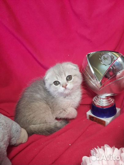 Котенок шиншилла голубой на золоте