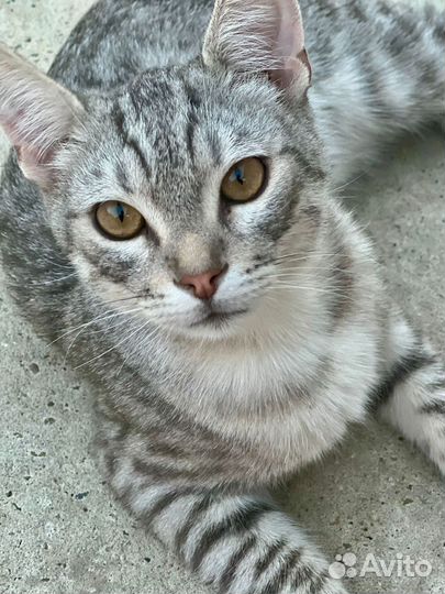 Кот в добрые руки