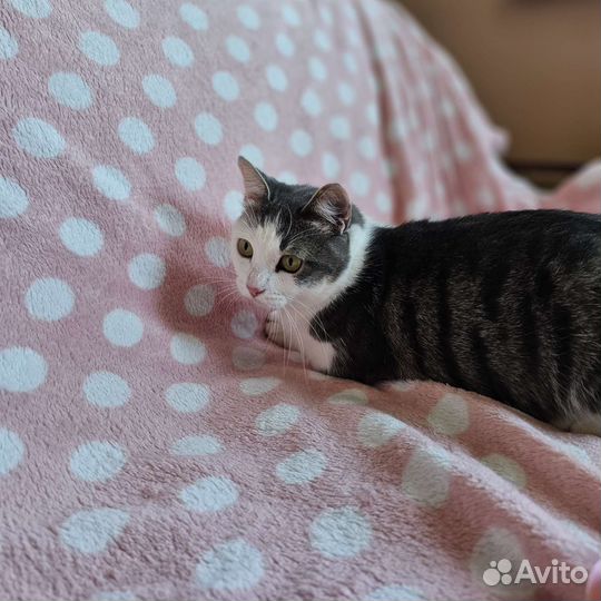 Кошки в добрые руки