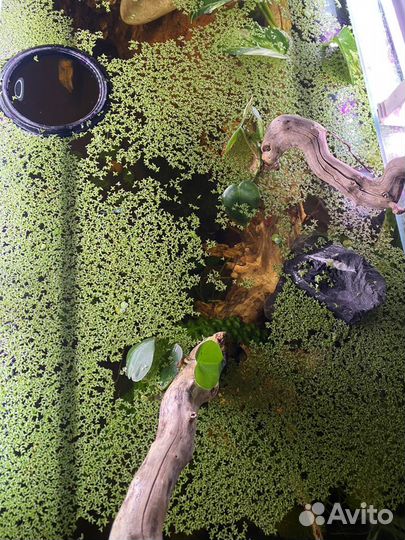 Ряска растение в аквариум