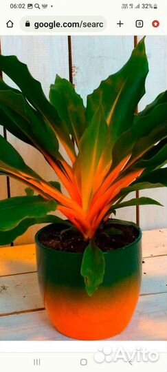 Хлорофитум оранж