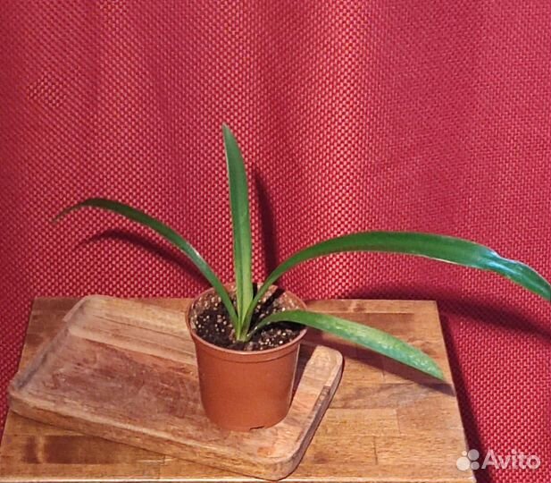 Гипераструм Аморализ