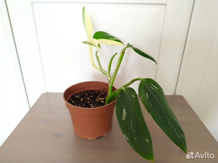 Филодендрон Кобра белая