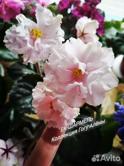 Фиалки Детки