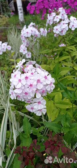 Флоксы многолетние