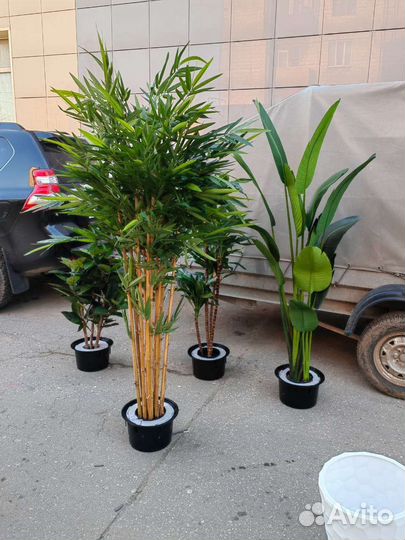 Фикус, пальма, бамбук - реалистичные деревья, от