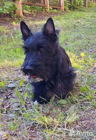 Щенки скотч терьера