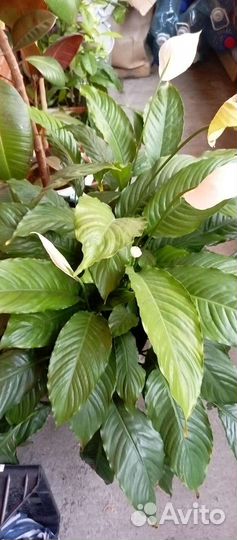 Комнатные цветы