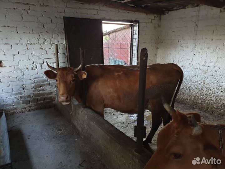 Коровы дойные молочные