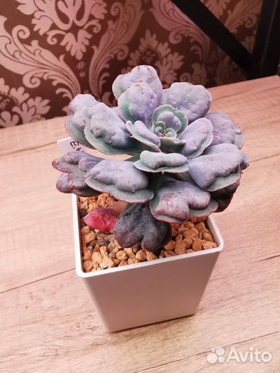 Суккуленты 1