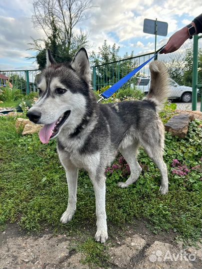 Хаски Алтай