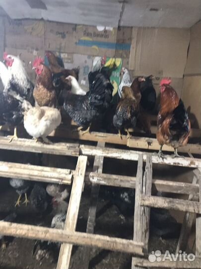 Молодые петухи