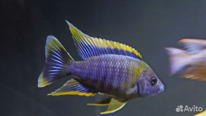 Африканские цихлиды