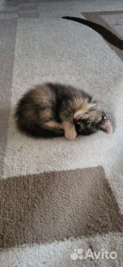 Отдам котёнка