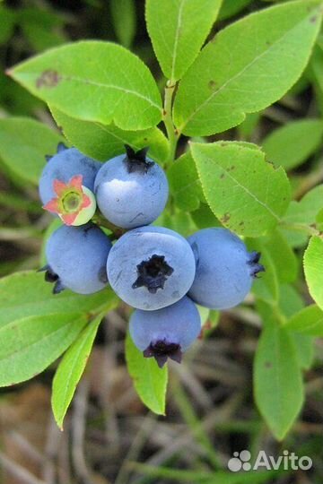 Свежая Черника